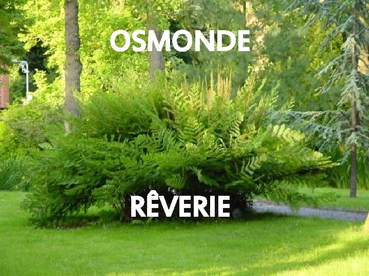 OSMONDE RÊVERIE 
