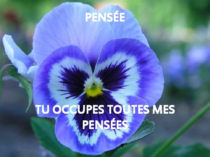 PENSÉE TU OCCUPES TOUTES MES PENSÉES 