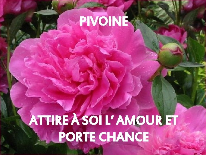 PIVOINE ATTIRE À SOI L’ AMOUR ET PORTE CHANCE 
