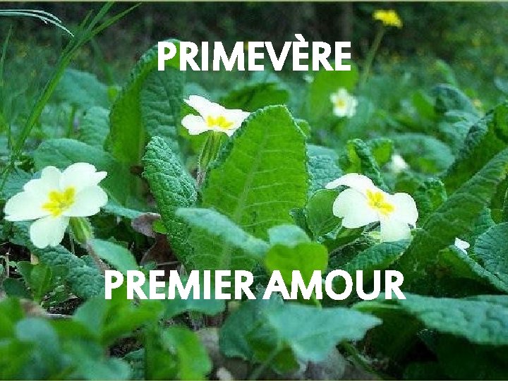 PRIMEVÈRE PREMIER AMOUR 