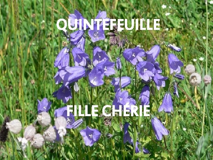 QUINTEFEUILLE FILLE CHÉRIE 