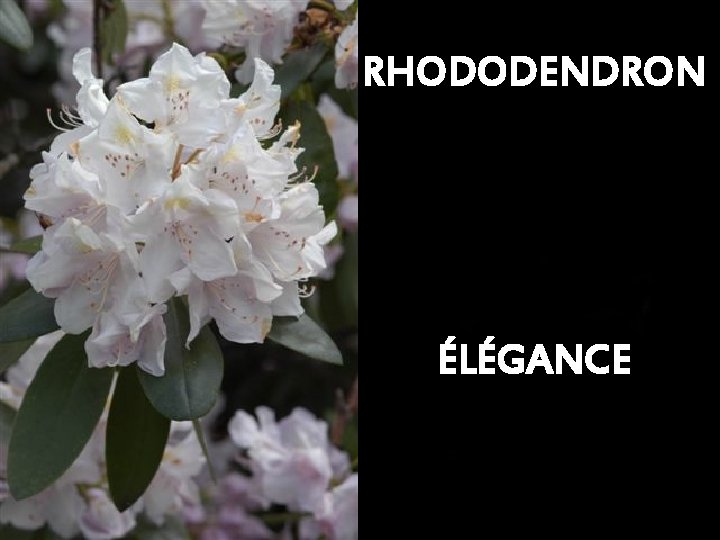 RHODODENDRON ÉLÉGANCE 