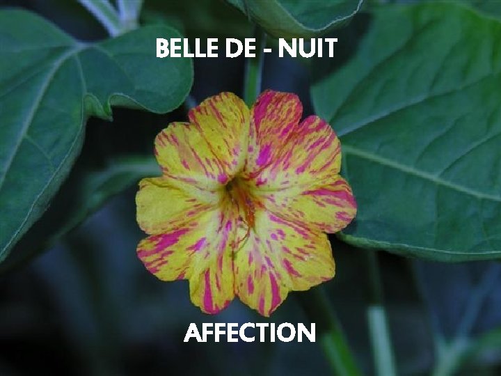 BELLE DE - NUIT AFFECTION 