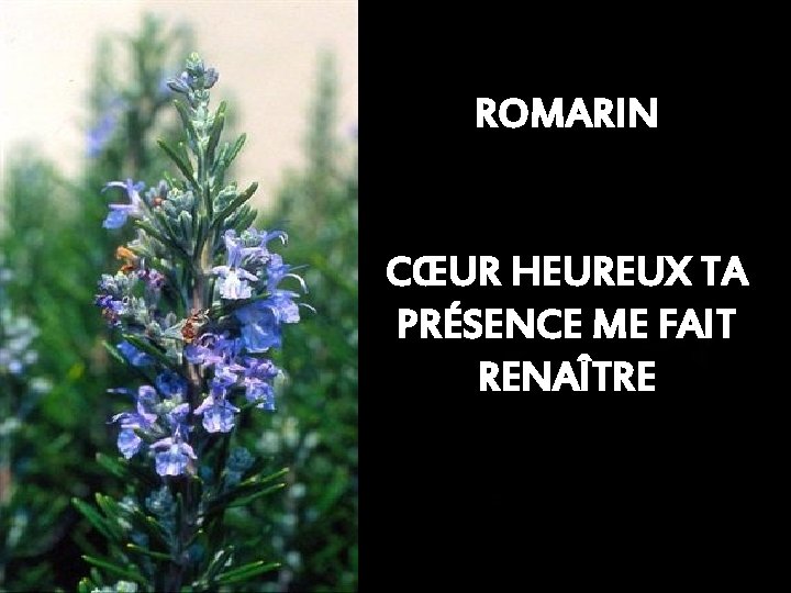 ROMARIN CŒUR HEUREUX TA PRÉSENCE ME FAIT RENAÎTRE 
