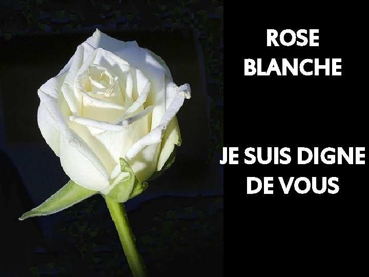 ROSE BLANCHE JE SUIS DIGNE DE VOUS 