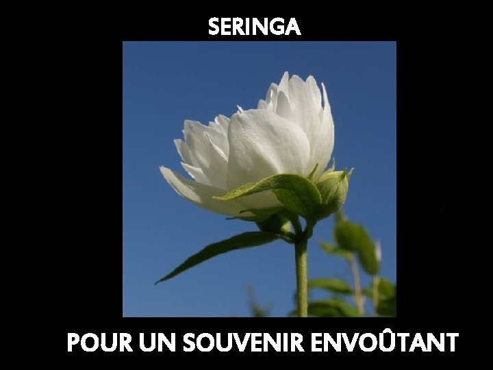 SERINGA POUR UN SOUVENIR ENVOÛTANT 