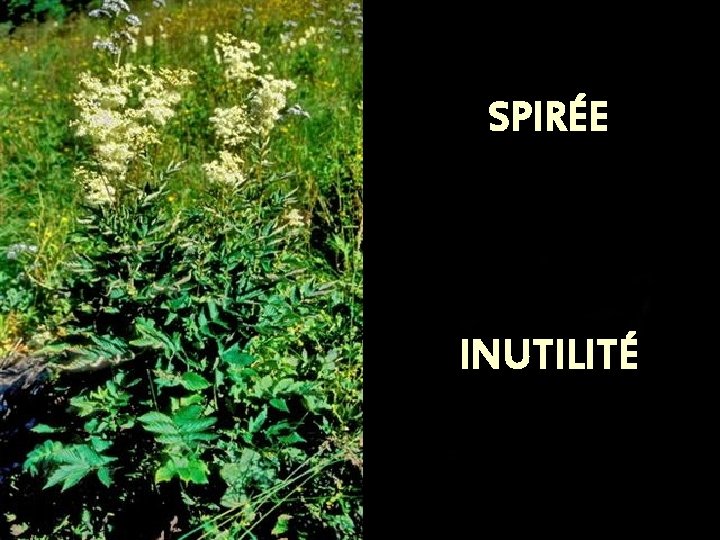 SPIRÉE INUTILITÉ 