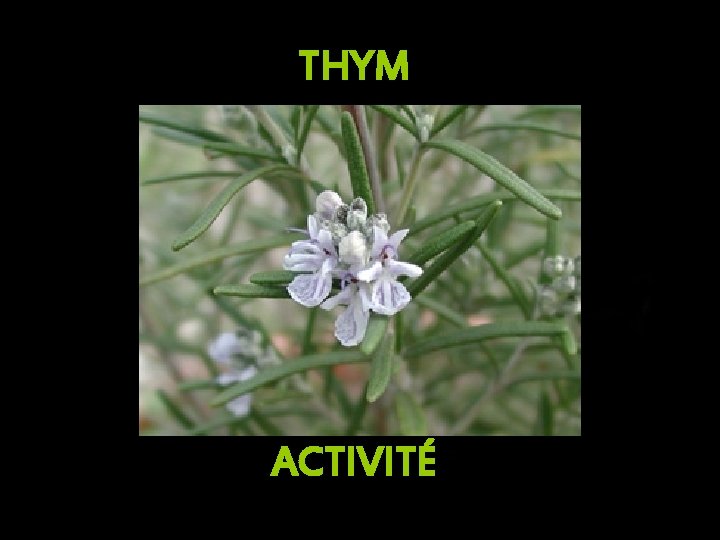 THYM ACTIVITÉ 