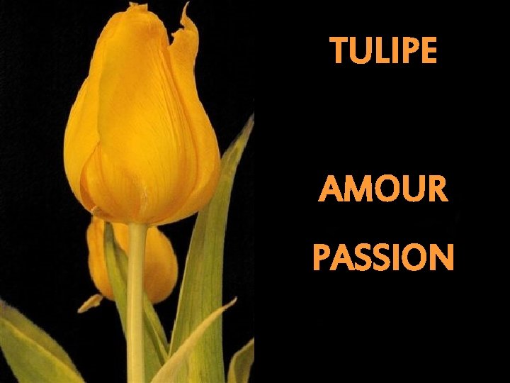TULIPE AMOUR PASSION 