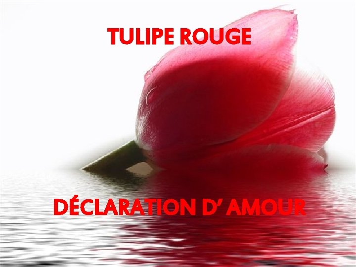TULIPE ROUGE DÉCLARATION D’ AMOUR 