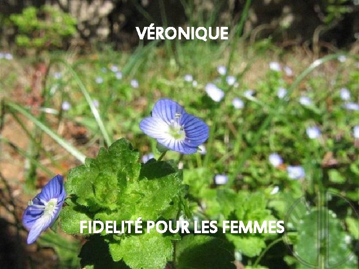 VÉRONIQUE FIDELITÉ POUR LES FEMMES 