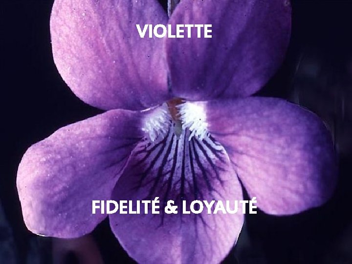 VIOLETTE FIDELITÉ & LOYAUTÉ 