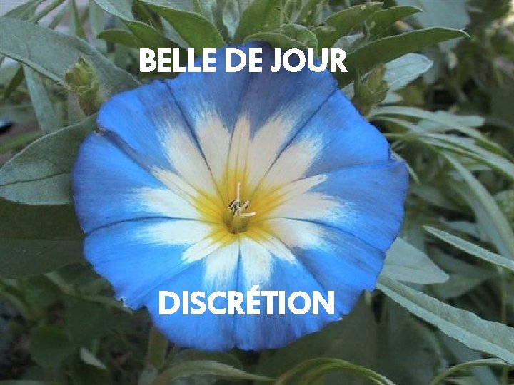 BELLE DE JOUR DISCRÉTION 