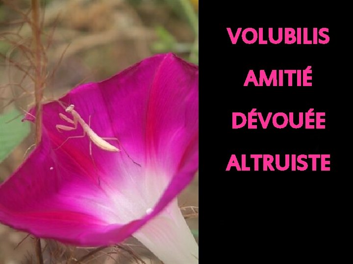 VOLUBILIS AMITIÉ DÉVOUÉE ALTRUISTE 