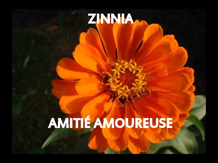 ZINNIA AMITIÉ AMOUREUSE 