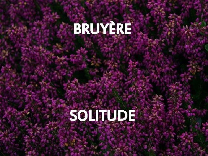 BRUYÈRE SOLITUDE 