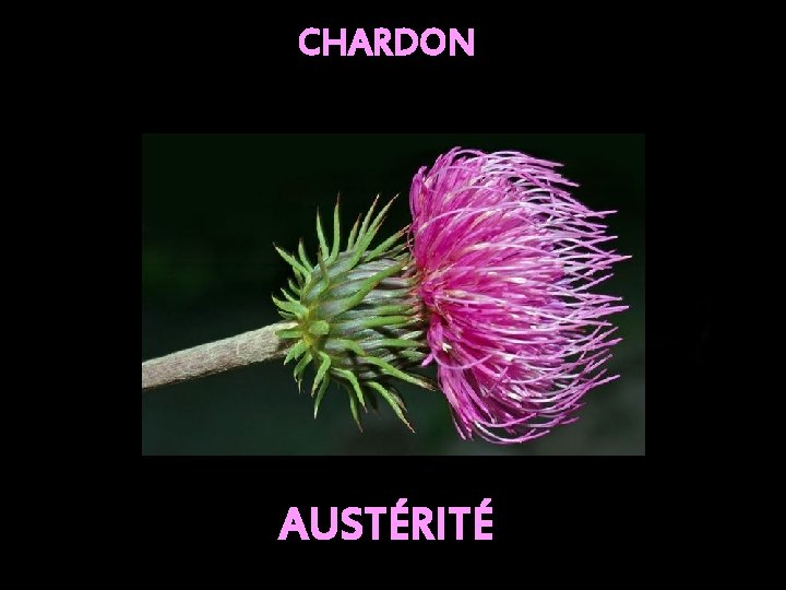 CHARDON AUSTÉRITÉ 