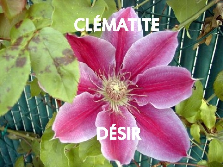 CLÉMATITE DÉSIR 
