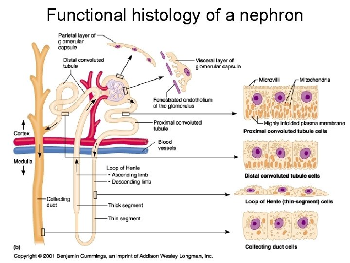 Functional histology of a nephron Functional histology of a nephron