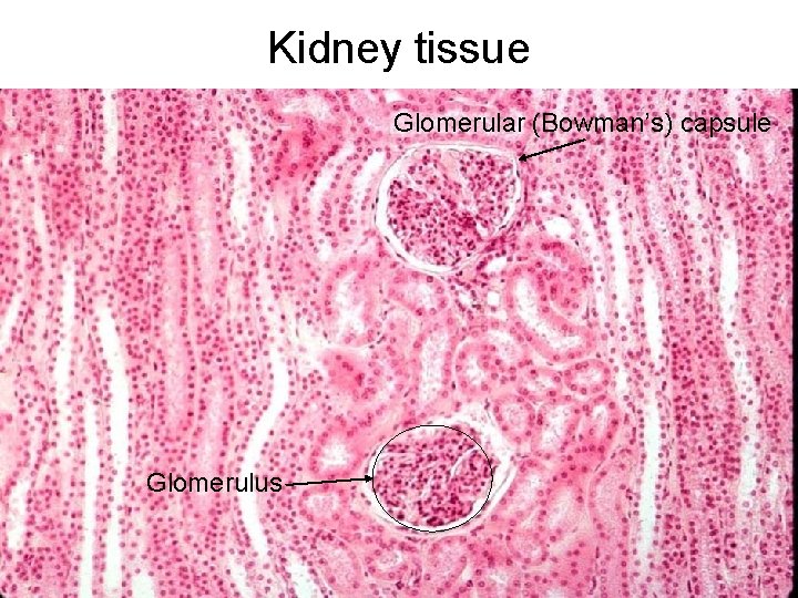 Kidney tissue Glomerular (Bowman’s) capsule Glomerulus Kidney tissue Glomerular (Bowman’s) capsule Glomerulus