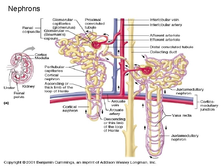 Nephrons Nephrons