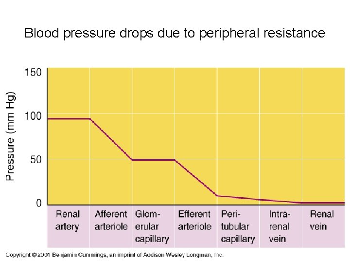 Blood pressure drops due to peripheral resistance Blood pressure drops due to peripheral resistance