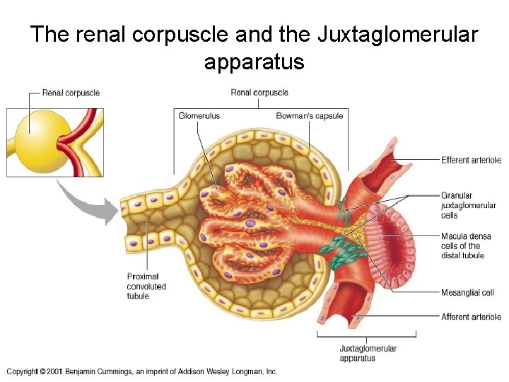 The renal corpuscle and the Juxtaglomerular apparatus The renal corpuscle and the Juxtaglomerular apparatus