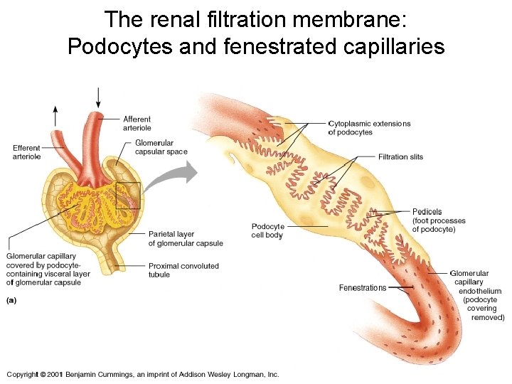 The renal filtration membrane: Podocytes and fenestrated capillaries The renal filtration membrane: Podocytes and fenestrated capillaries