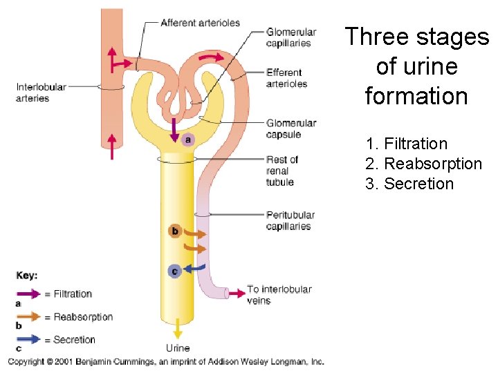 Three stages of urine formation 1. Filtration 2. Reabsorption 3. Secretion Three stages of urine formation 1. Filtration 2. Reabsorption 3. Secretion