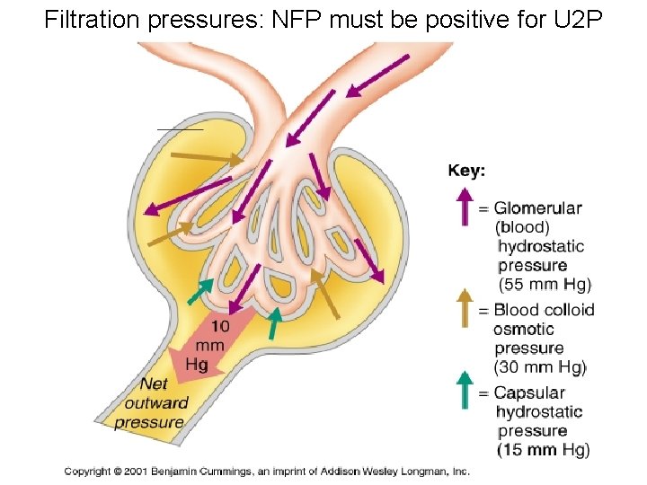 Filtration pressures: NFP must be positive for U 2 P Filtration pressures: NFP must be positive for U 2 P