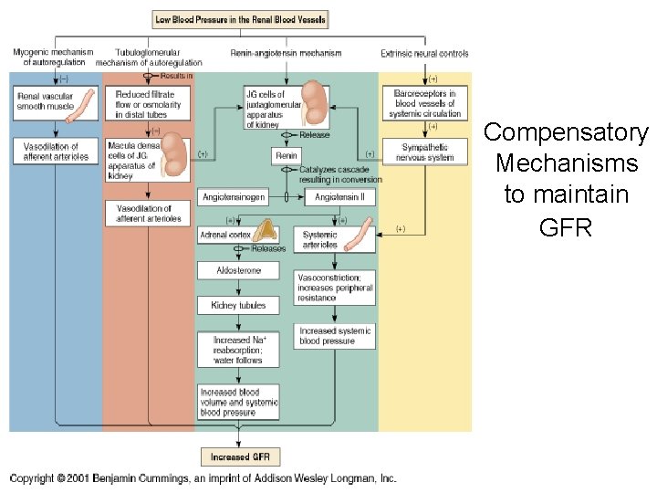 Compensatory Mechanisms to maintain GFR Compensatory Mechanisms to maintain GFR
