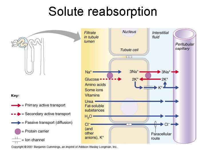 Solute reabsorption Solute reabsorption