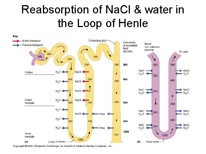 Reabsorption of Na. Cl & water in the Loop of Henle Reabsorption of Na. Cl & water in the Loop of Henle