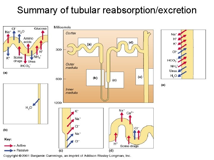 Summary of tubular reabsorption/excretion Summary of tubular reabsorption/excretion