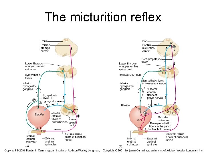 The micturition reflex The micturition reflex