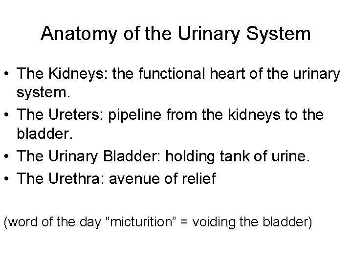 Anatomy of the Urinary System • The Kidneys: the functional heart of the urinary Anatomy of the Urinary System • The Kidneys: the functional heart of the urinary