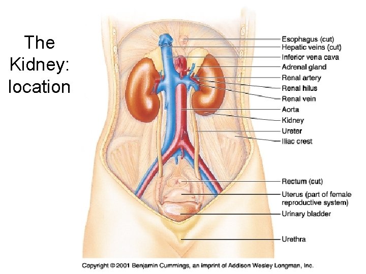 The Kidney: location The Kidney: location