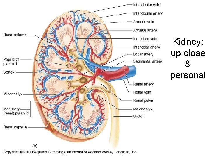 Kidney: up close & personal Kidney: up close & personal