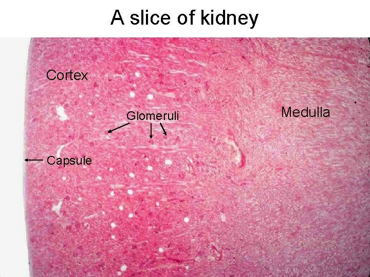 A slice of kidney Cortex Glomeruli Capsule Medulla A slice of kidney Cortex Glomeruli Capsule Medulla