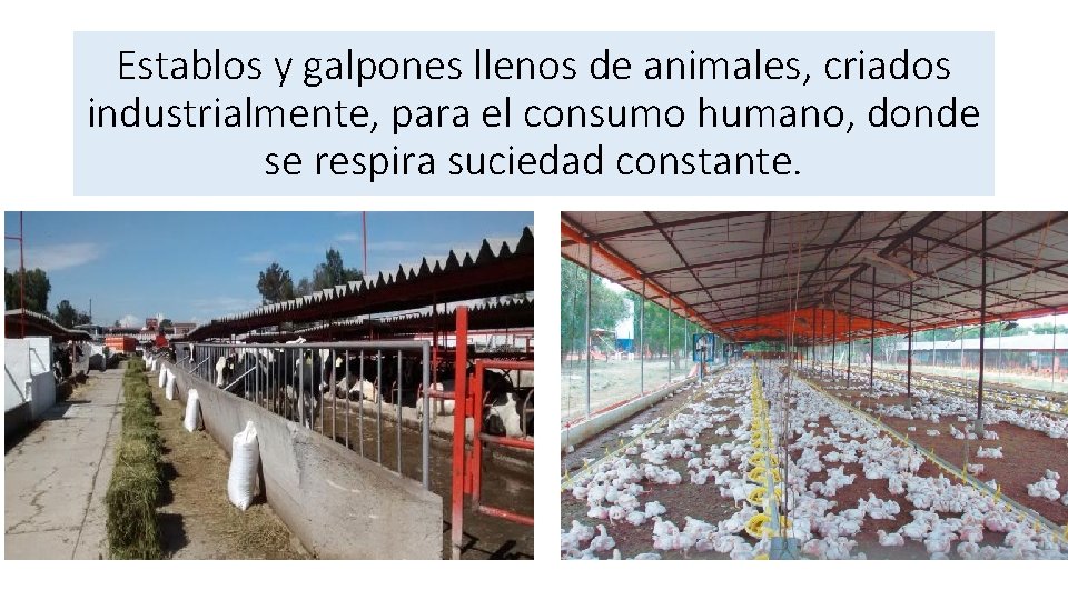 Establos y galpones llenos de animales, criados industrialmente, para el consumo humano, donde se