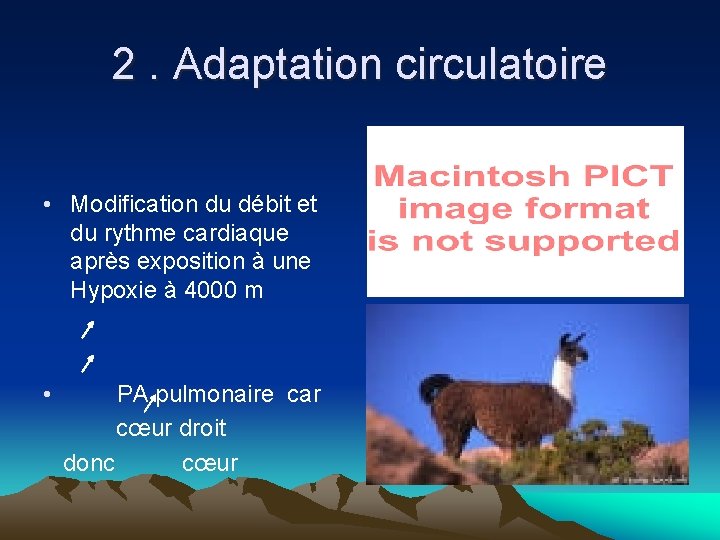 2. Adaptation circulatoire • Modification du débit et du rythme cardiaque après exposition à