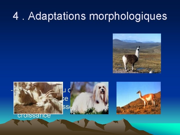 4. Adaptations morphologiques - Morphologie du corps différence de taille et de vitesse de