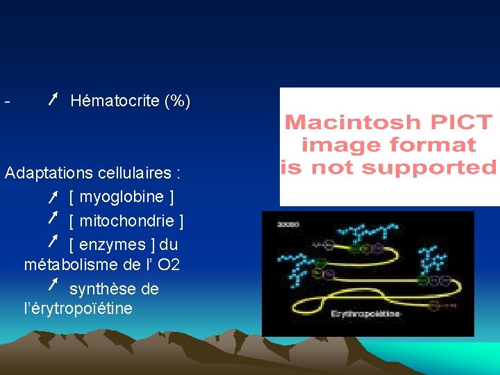 - Hématocrite (%) Adaptations cellulaires : [ myoglobine ] [ mitochondrie ] [ enzymes