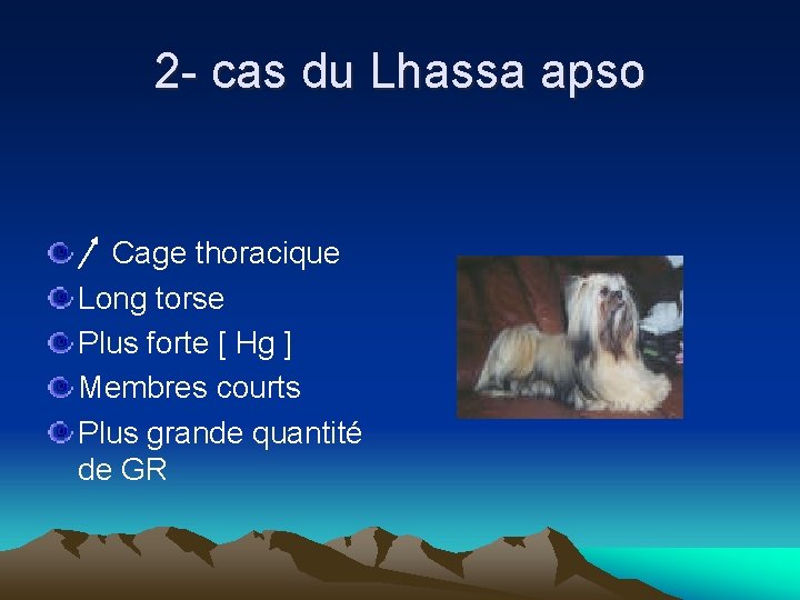 2 - cas du Lhassa apso Cage thoracique Long torse Plus forte [ Hg