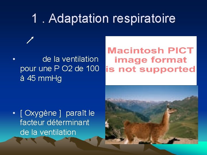 1. Adaptation respiratoire • de la ventilation pour une P O 2 de 100