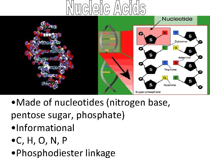  • Made of nucleotides (nitrogen base, pentose sugar, phosphate) • Informational • C,