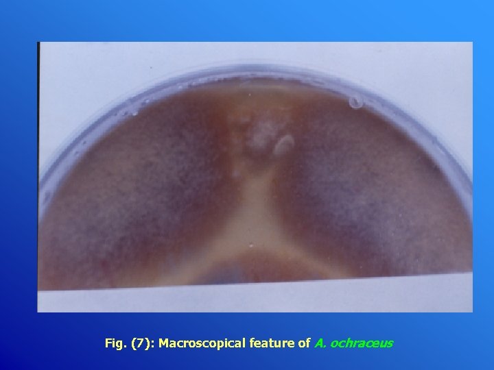 Fig. (7): Macroscopical feature of A. ochraceus 