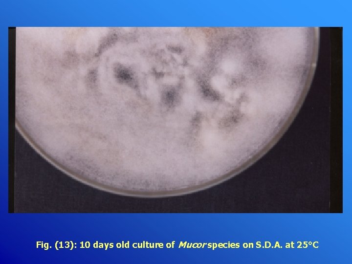 Fig. (13): 10 days old culture of Mucor species on S. D. A. at