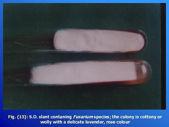 Fig. (15): S. D. slant contaning Fusarium species; the colony is cottony or wolly