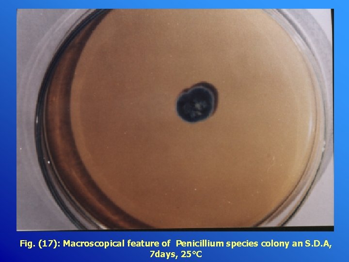 Fig. (17): Macroscopical feature of Penicillium species colony an S. D. A, 7 days,